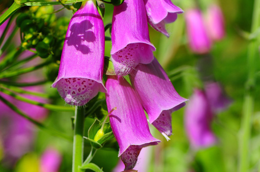 johanne/04_Along_the_way_-_foxgloves.jpg